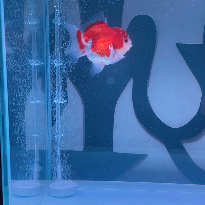 Ventouse pour aquarium, 10 piè - Fish Pond Aerator avis et prix